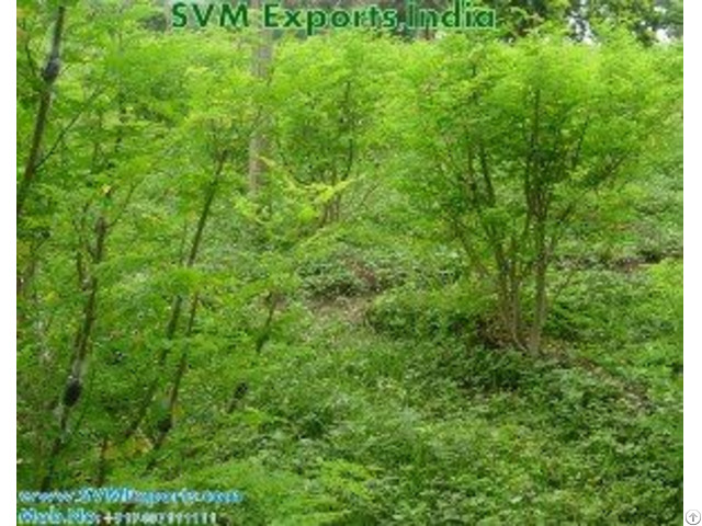 Pure Herbal Moringa Leaves Suppliers