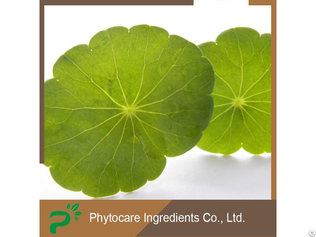 Centella Asiatica Extract Gotu Kola