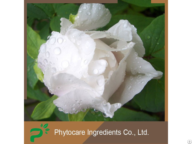 Skin Whitening Paeoniflorin White Peony Extract