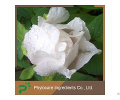 Skin Whitening Paeoniflorin White Peony Extract