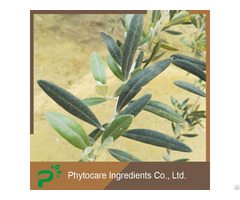 Anti Bacterial Olive Leaf Extract Oleuropein