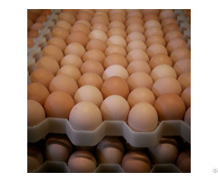 White And Brown Chicken Eggs