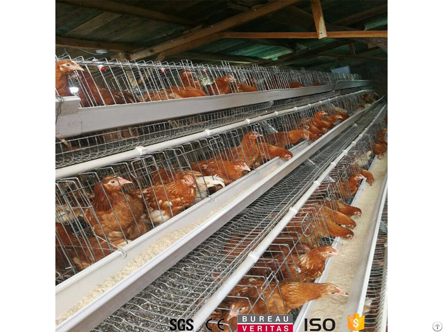 Poultry Farm Chicken Cage