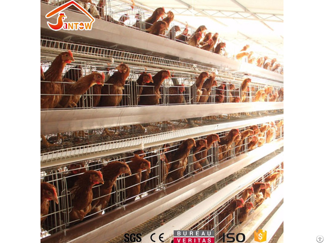 Chicken Cage System In Kenya