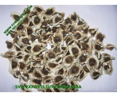 Superior Quality Moringa Pkm1 Seed Exporters India