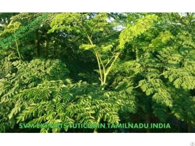 Natural Moringa Tea Cut Leaf Exporters India