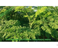 Natural Moringa Tea Cut Leaf Exporters India