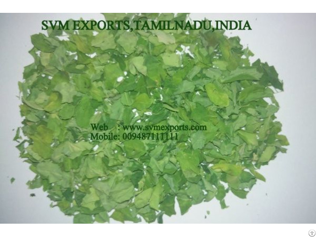 Global Brand Moringa Dry Leaves Exporters