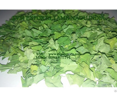 Natural Moringa Dry Leaf Exporters India