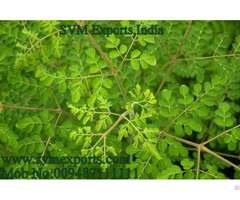Best Quality Moringa Tea Cut Leaf Exporters India