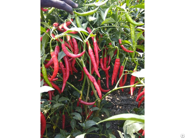 Fresh Red Chillies