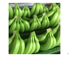 Banana Cavendish