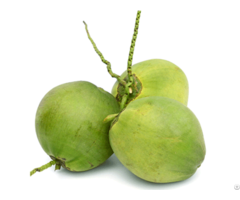 Fresh Coconut Viet Nam