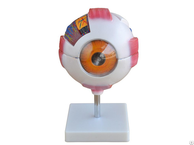 Medical Science Giant Eye Model Anatomy With 6 Parts Wholesale