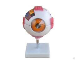 Medical Science Giant Eye Model Anatomy With 6 Parts Wholesale