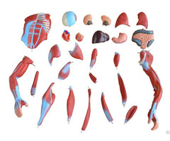 High Quality Hot Sale Half Life Size Human Muscle Anatomy Model With 27 Parts