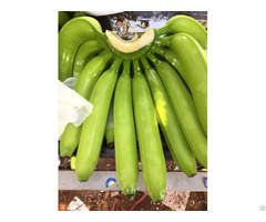 Vietnam Fresh Green Cavendish Bananas