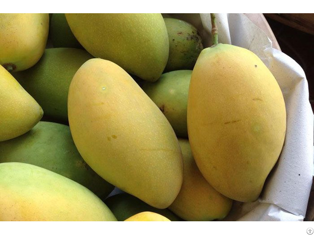 Fresh Mango