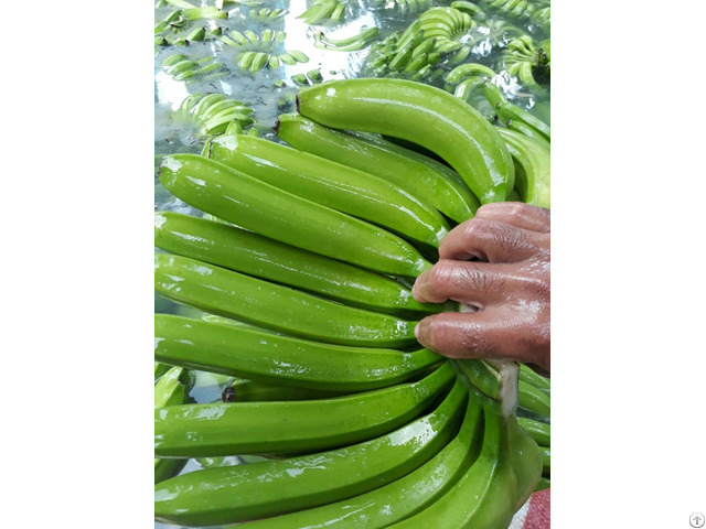 Fresh Cavendish Banana From Viet Nam