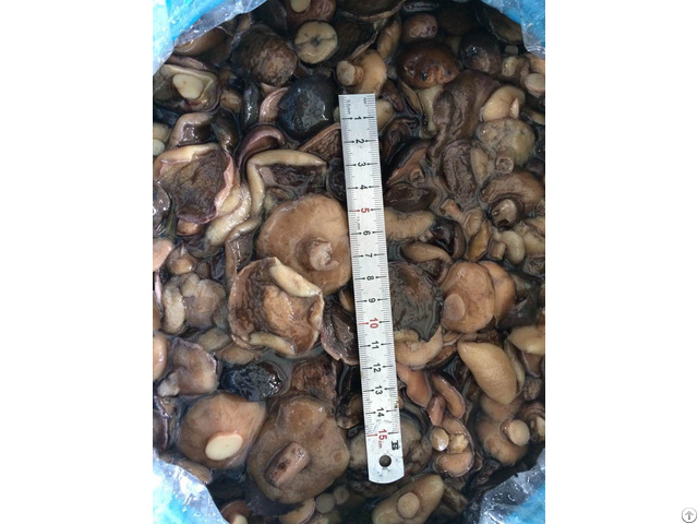 Armillaria Wild Mushrooms In Brine With Good Qulity