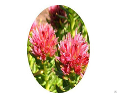 Rhodiola Extract Solvent Extraction