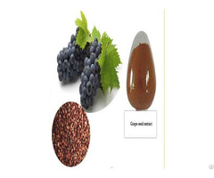Catalogue Grape Seed Extract