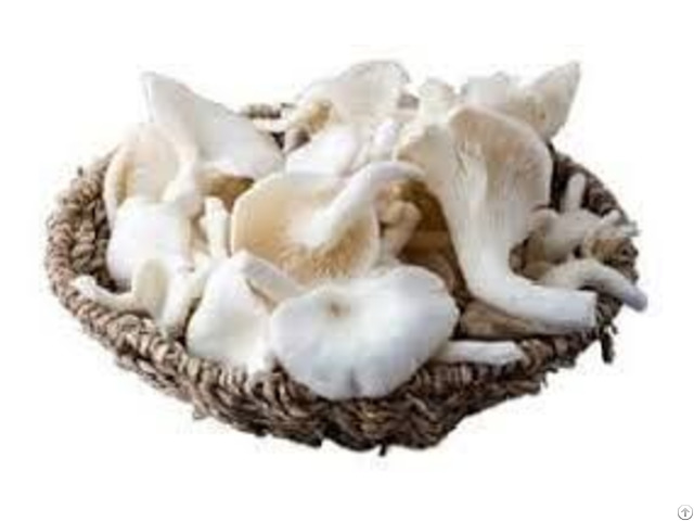 Fresh Oyster Mushroom Vdelta Sellers