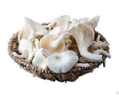 Fresh Oyster Mushroom Vdelta Sellers