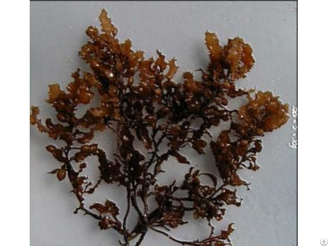 Seaweed Dried Apricots