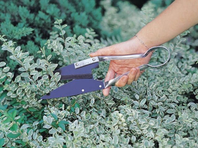 Leafage And Grass Shears 3151